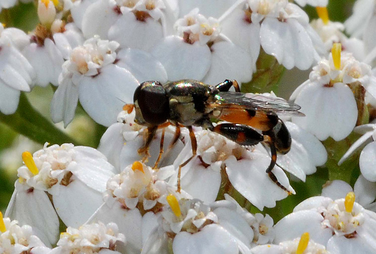 Syritta pipiens (Syrphidae)